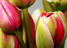 Tulipes…